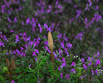 e0035757_23214350.jpg