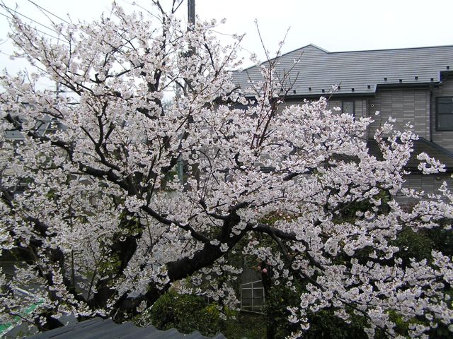 f0130894_2043349.jpg