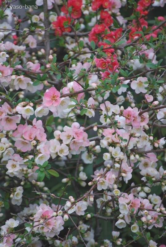 e0025300_10324127.jpg