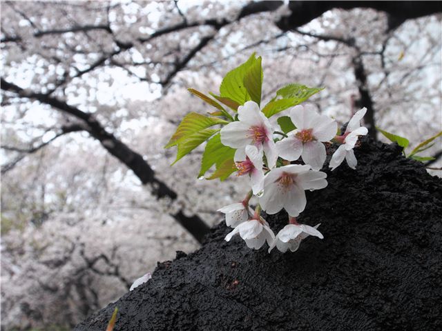 f0224100_1014611.jpg