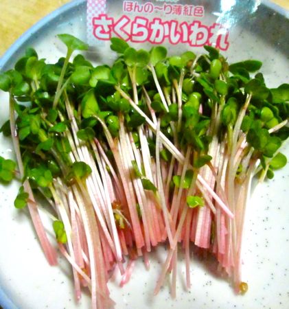 b0051109_8501458.jpg