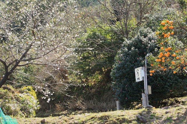 d0154609_10435924.jpg