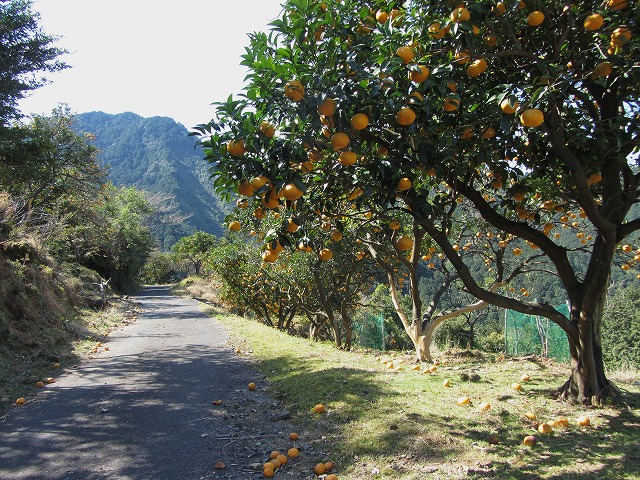 d0154609_10484022.jpg