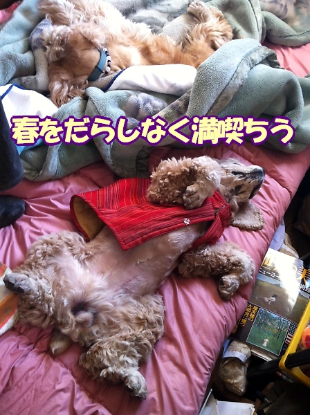 にほんブログ村 犬ブログ アメリカンコッカースパニエルへ