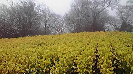 d0100314_1825432.jpg