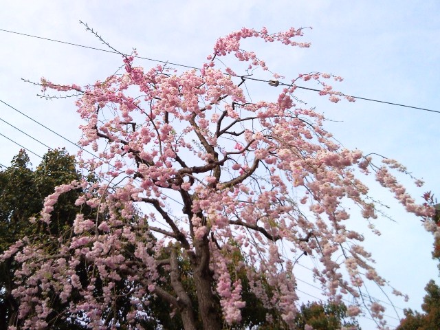 e0150843_18231520.jpg