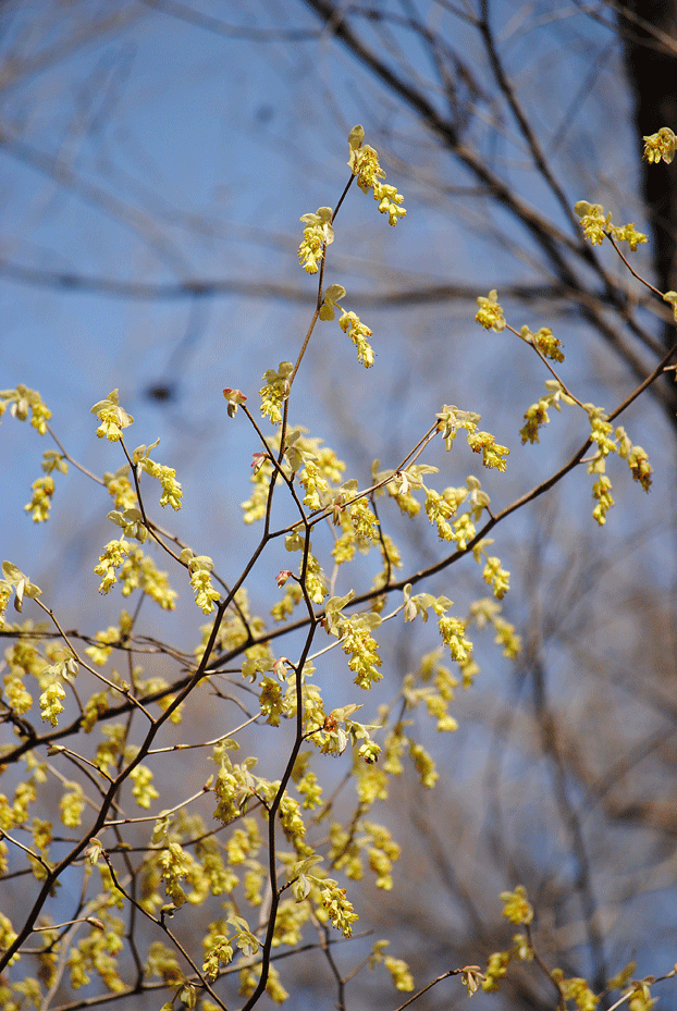 a0001354_2033273.gif