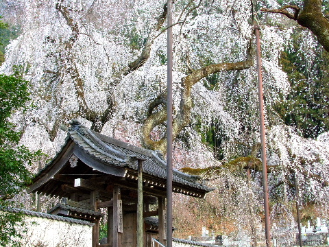 e0088260_221104.jpg