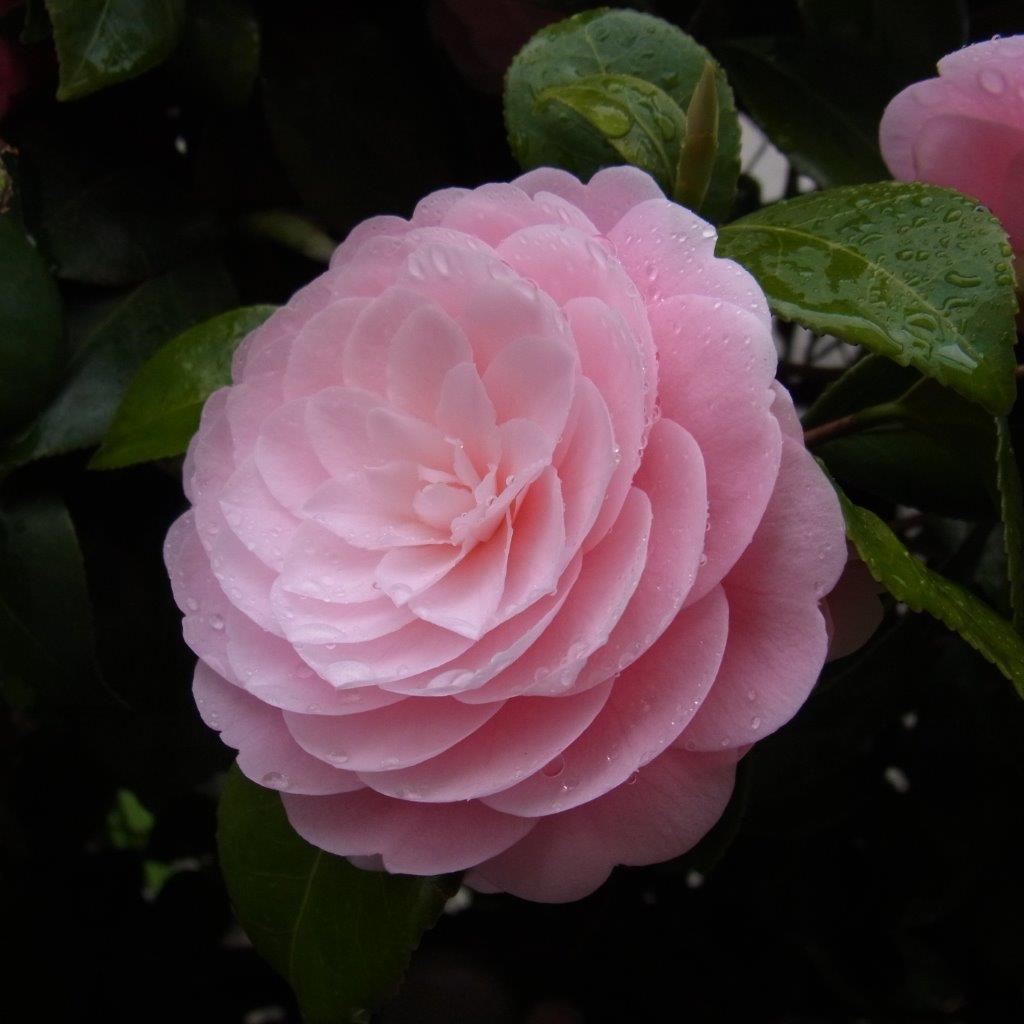 a0123465_0315579.jpg