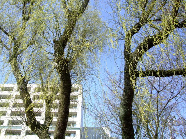 f0100593_14533942.jpg