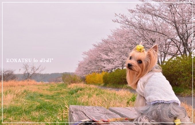 曇りの日の桜を撮るには…?ホワイトバランスで調整!