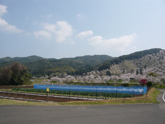 a0206332_762377.jpg
