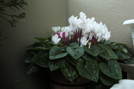 c0236632_1020583.jpg