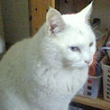 e0316841_19563261.jpg