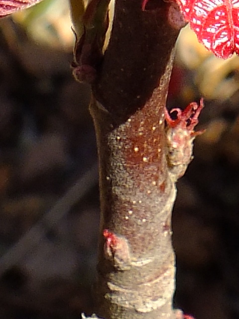 e0145782_5252713.jpg