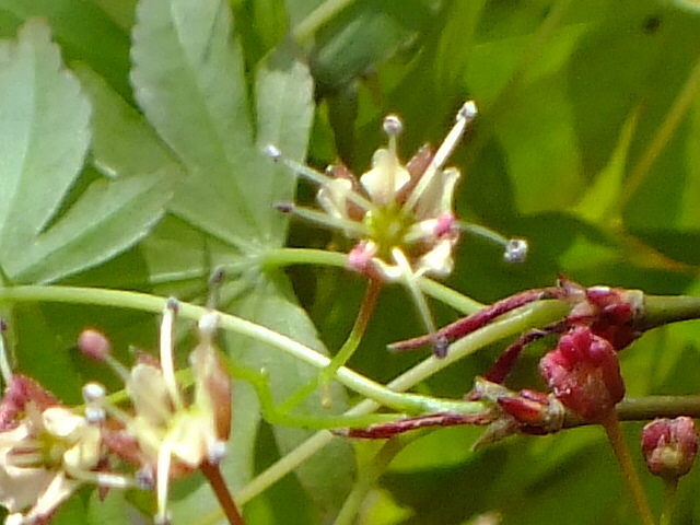 e0145782_528887.jpg