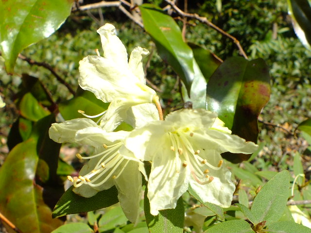 e0145782_5311872.jpg