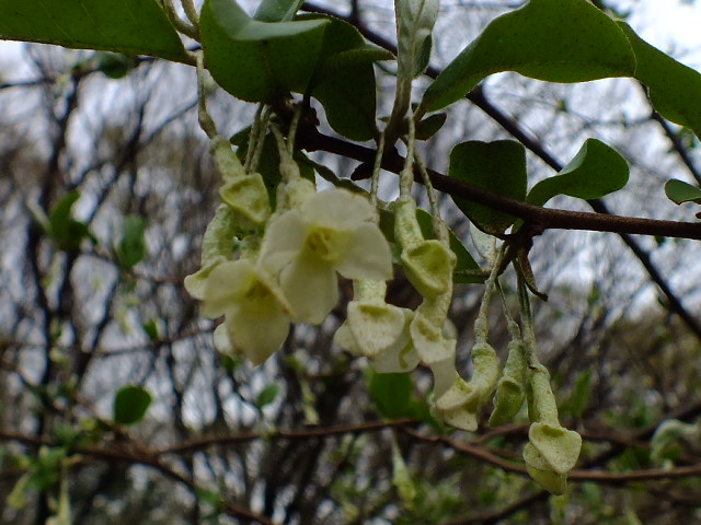 e0145782_5342097.jpg