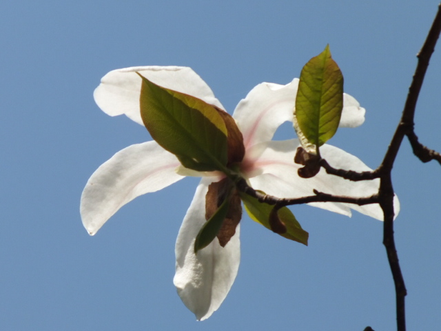 e0145782_5405199.jpg