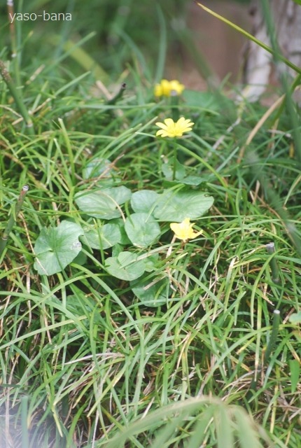 e0025300_2063375.jpg