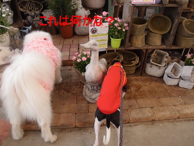 e0018604_22414523.jpg