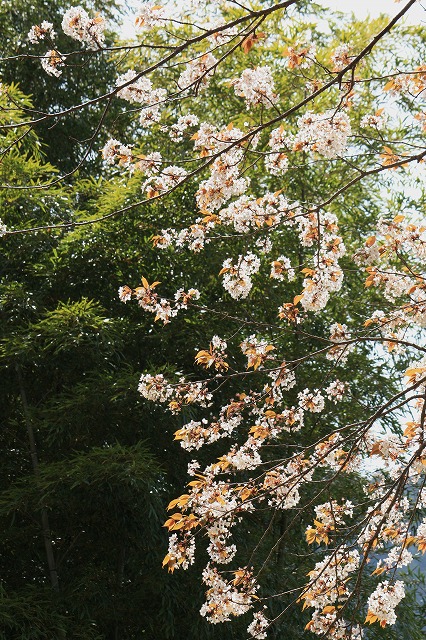 d0154609_16173985.jpg
