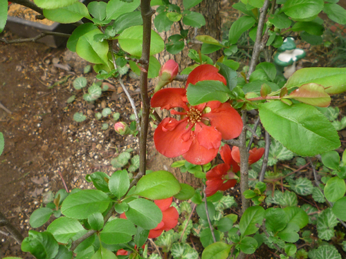 b0045357_1323428.jpg