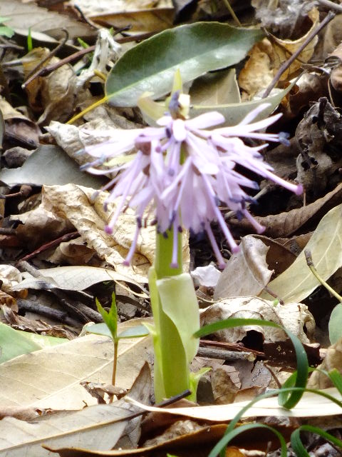 e0145782_5144838.jpg
