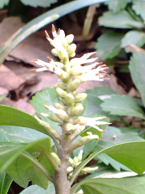 e0145782_517682.jpg