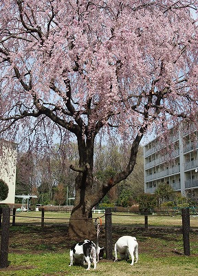 b0207912_1753268.jpg