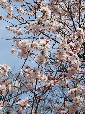 b0080027_2112524.jpg