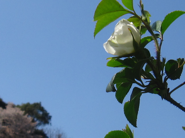 c0239833_13472225.jpg