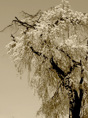 b0035734_18115729.jpg
