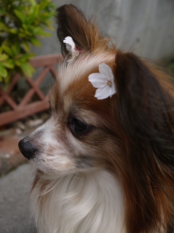 e0100046_20114645.jpg