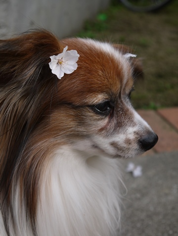 e0100046_20124070.jpg