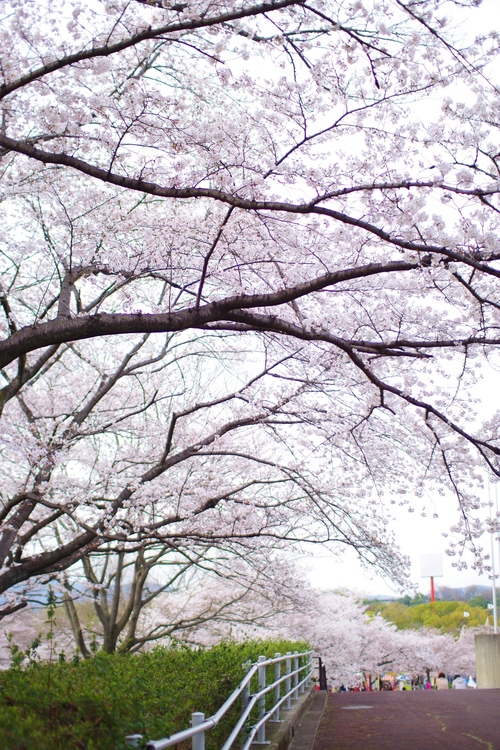 a0299749_22385086.jpg