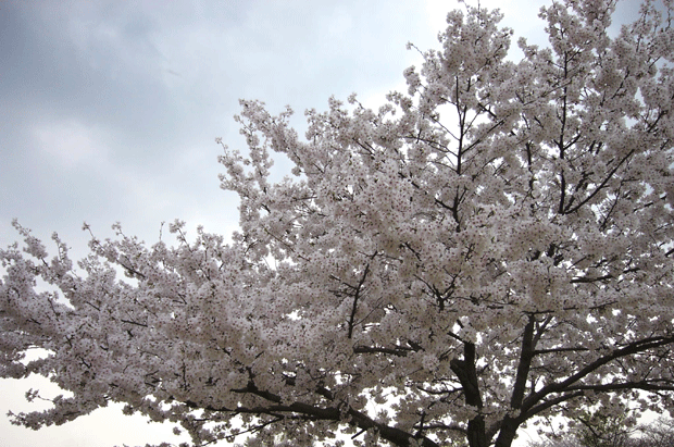 c0225153_2354942.gif