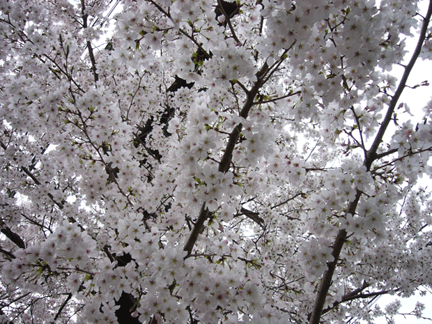 c0225153_2355116.gif
