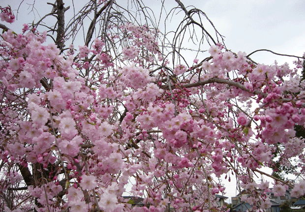 c0225153_23553042.gif