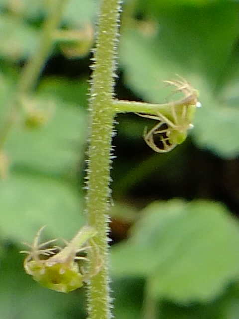 e0145782_7143153.jpg