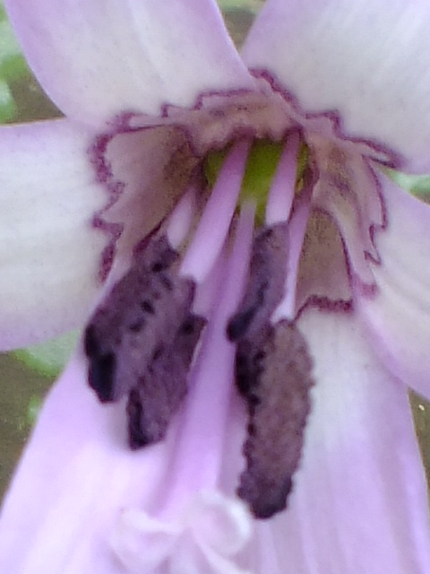 e0145782_745838.jpg