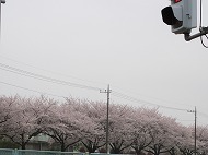 a0142083_2159388.jpg