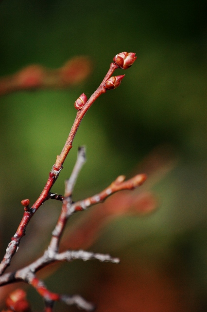 c0246290_15474527.jpg