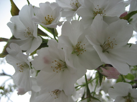f0201297_2233725.jpg
