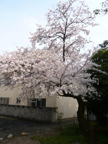 c0024502_033617.jpg