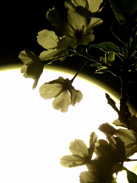 a0293207_234131.jpg