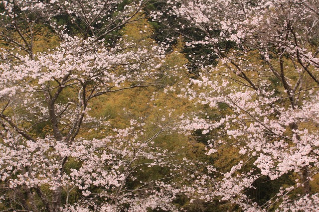 d0154609_1713339.jpg