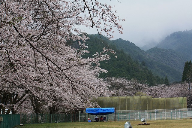 d0154609_1764350.jpg