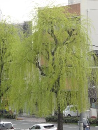 c0189724_18375528.jpg