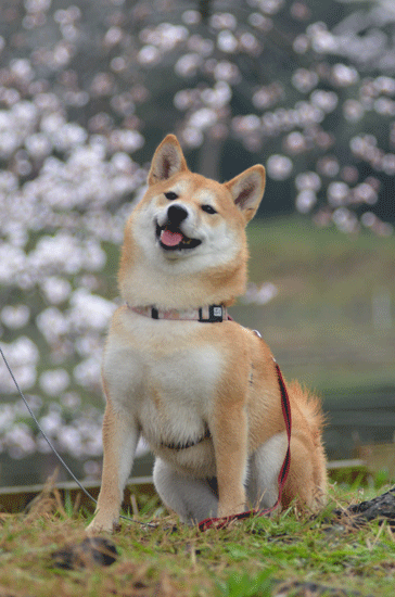 a0051849_2284332.gif
